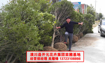 桂花8公分圖片,桂花10公分圖片,桂花6公分圖片-中科商務(wù)網(wǎng)-河南開(kāi)元園林生態(tài)實(shí)業(yè)