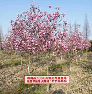 河南開元園林生態實業