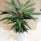 植物租賃_植物租賃供貨商_供應植物租賃-上?；ɑ茏赓U報價-浦東花卉租賃聯系電話_植物租賃價格_上海康馨園林(晨蘇實業)