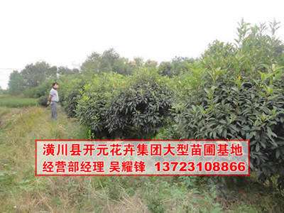 找河南開元園林生態(tài)實業(yè)的河南欏木石楠,石楠基地,潢川石楠價格、圖片、詳情,上一比多_一比多產品庫