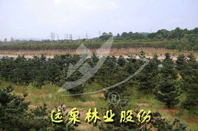 直生五針松|直生五針松價格-江西遠泉實業集團公司-中華園林網