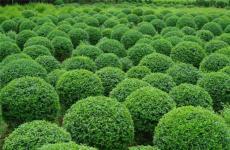 河南開元園林生態(tài)實(shí)業(yè)