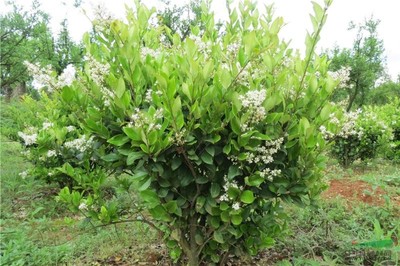 優質園林綠化苗木供應 大葉女貞、小葉女貞球、金森女貞及其球型品種